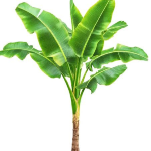 Banana Plant