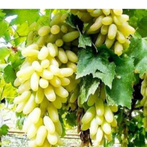 Grapes