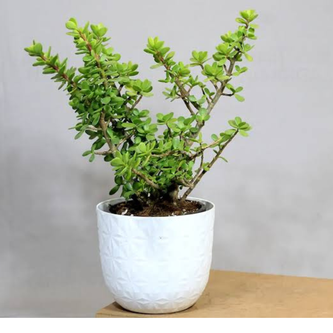 Jade Plant