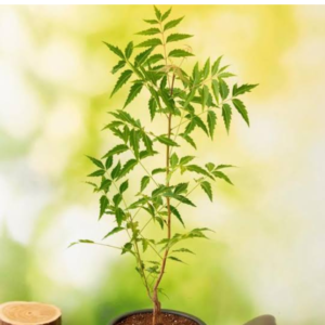 Neem Plant