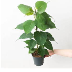 Peepal Plant