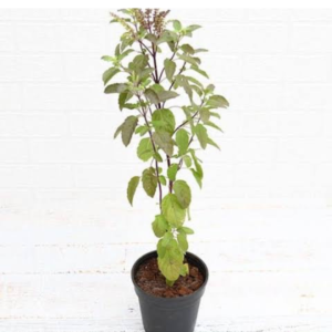 Tulsi Plant