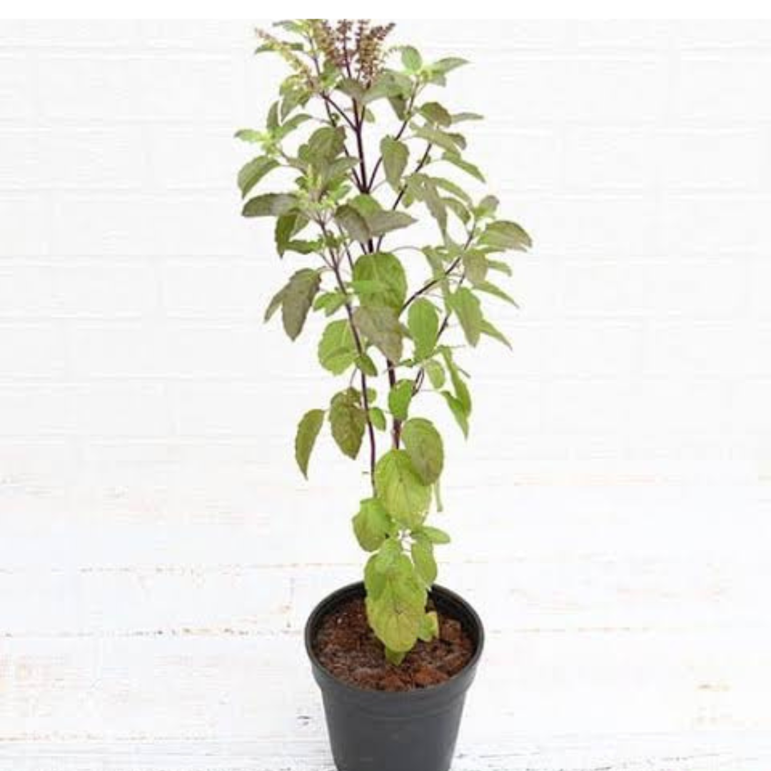 Tulsi Plant